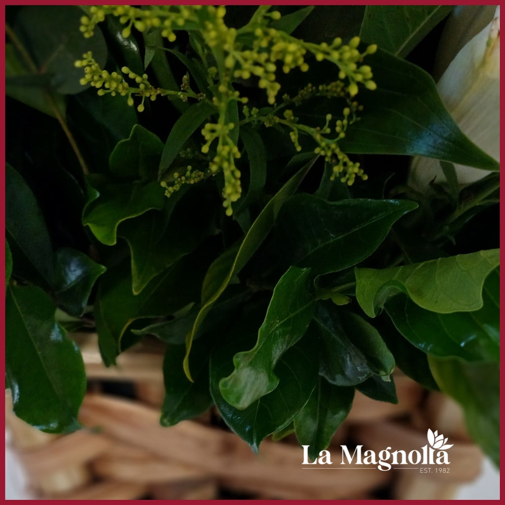 Orquídea Decorada